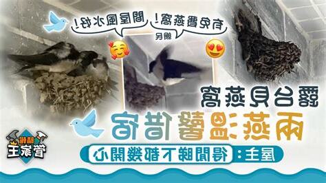 燕子巢 處理
